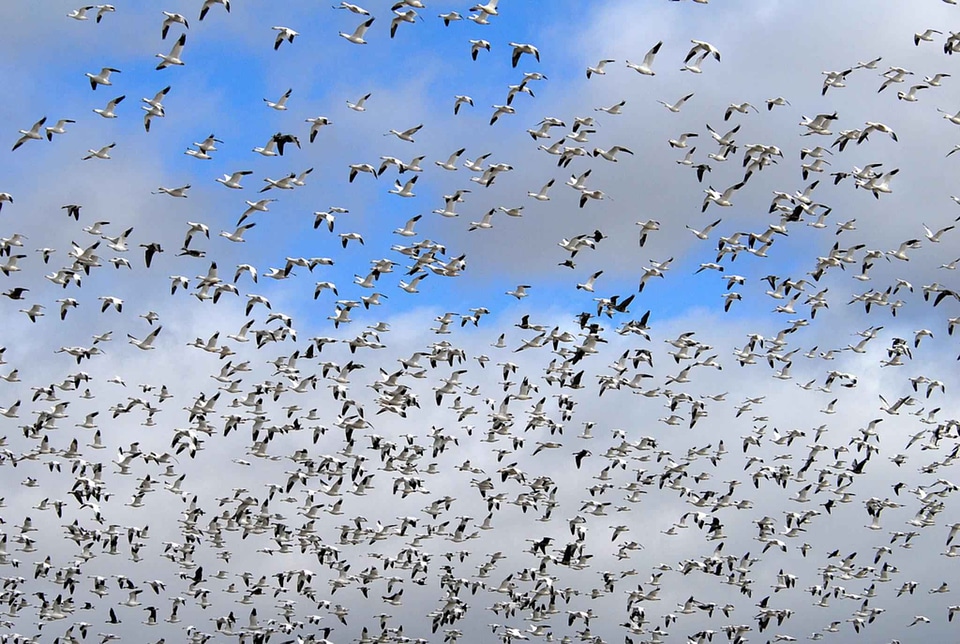 Flock geese migration