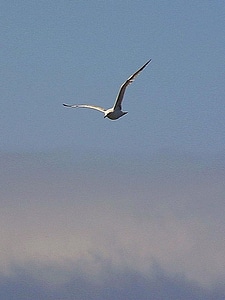 Clouds seagulls sky