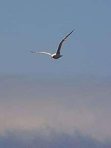 Clouds seagulls sky photo