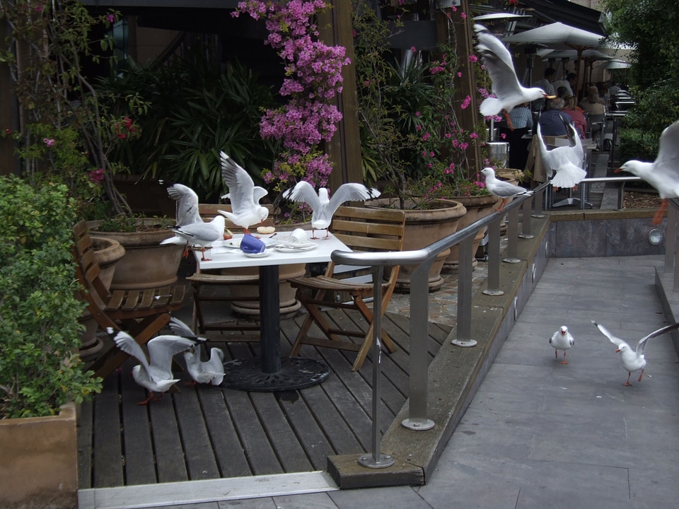 Darling harbor seagulls