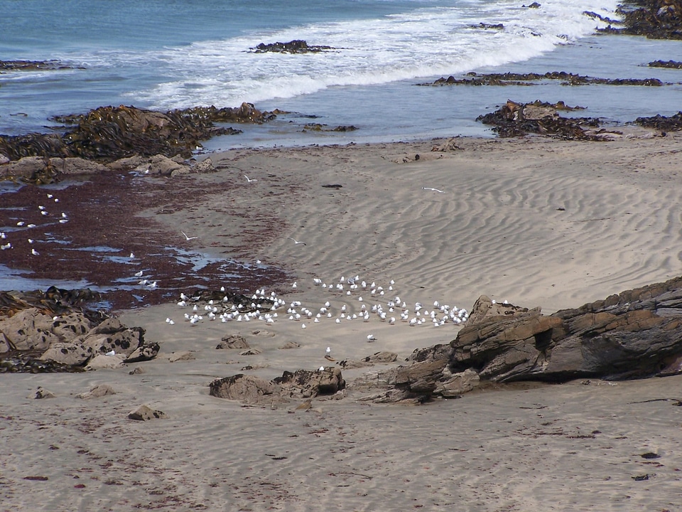 Feed phylum seagulls