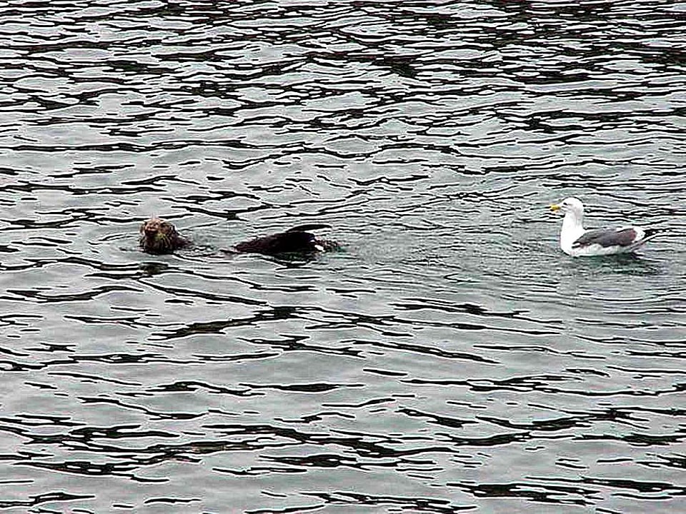 Rissa Larinae seal water
