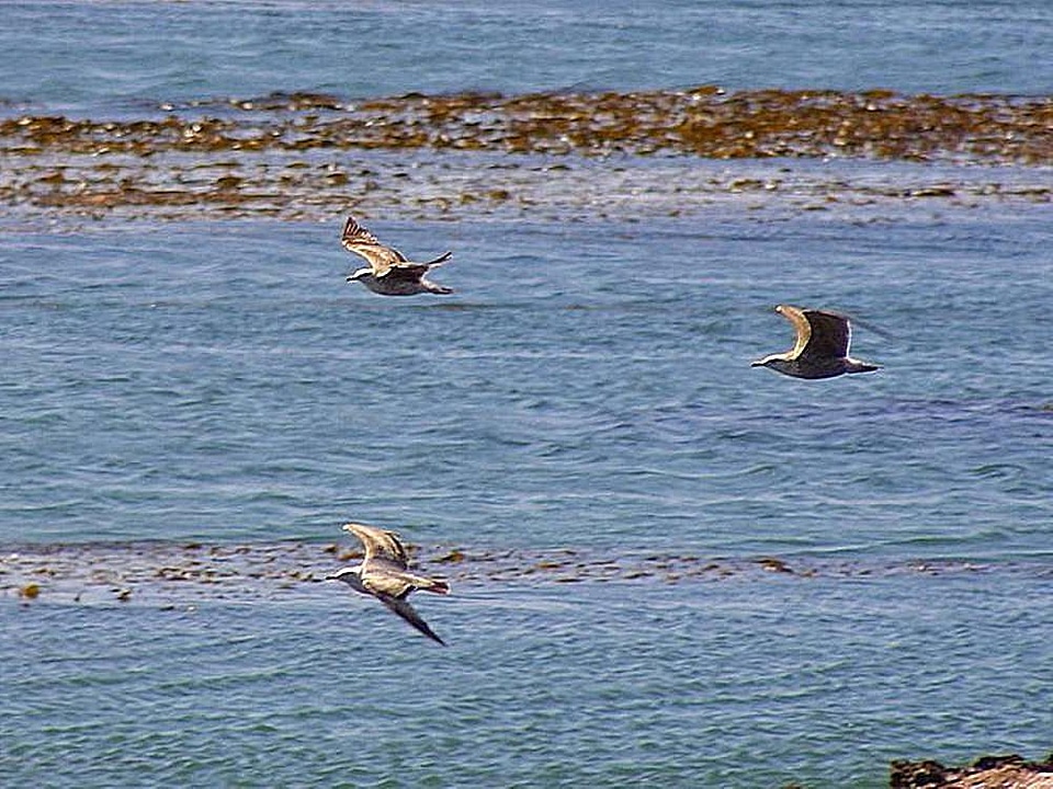 Bird ocean seagulls