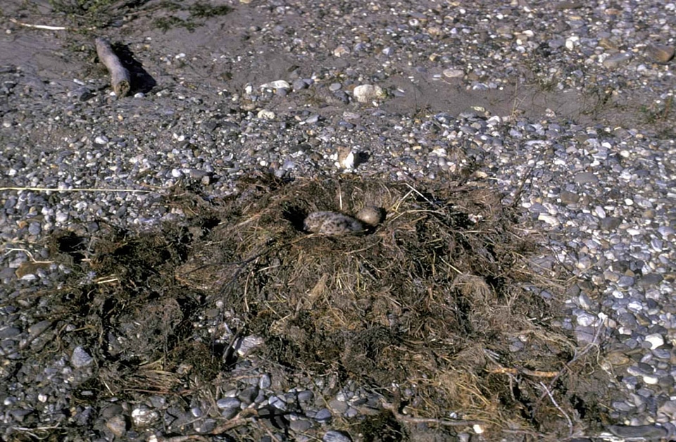 Nest river shoreline