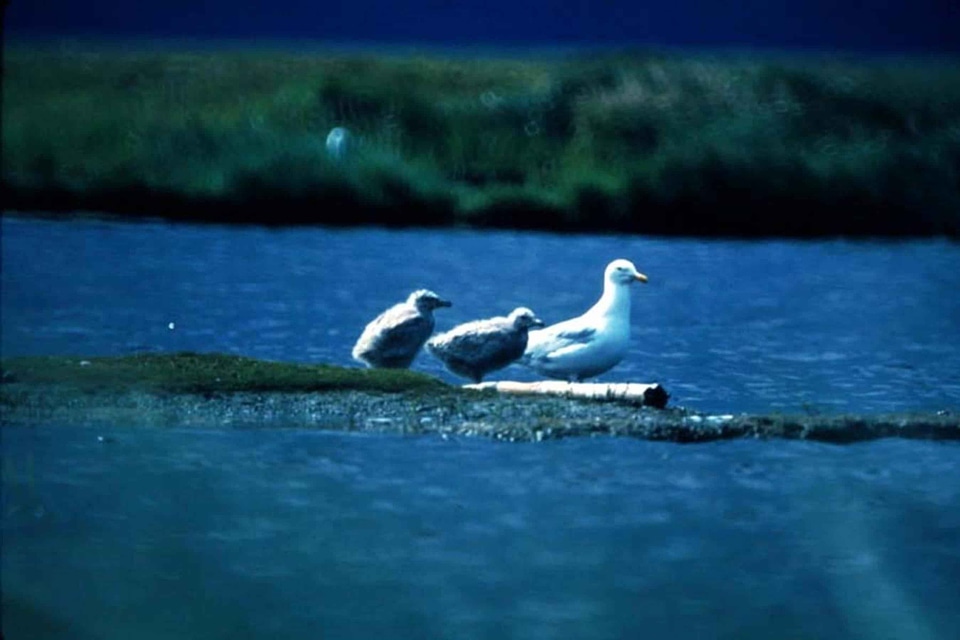 Animal bird birds