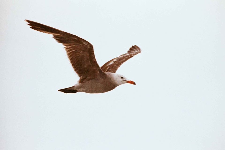 Bird flight 