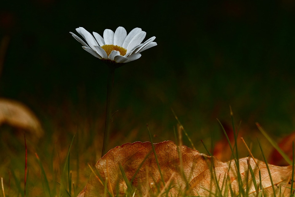 Yellow dry leaf autumn