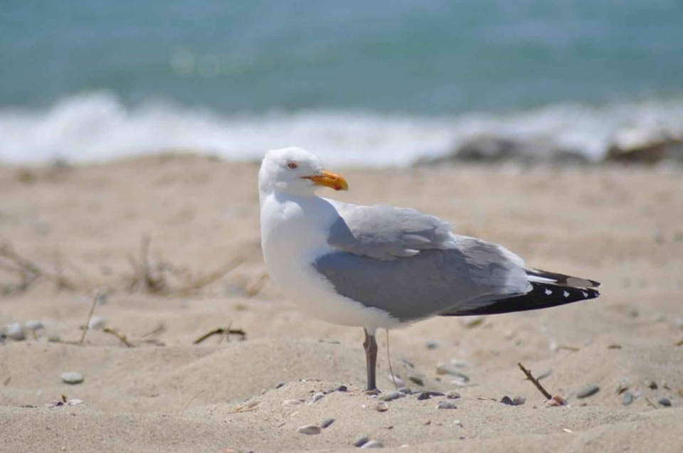 Larus Argentatus Larus smithsonianus phylum