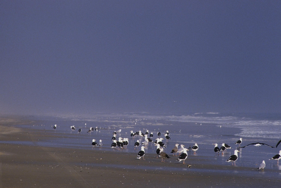 Black shoreline 