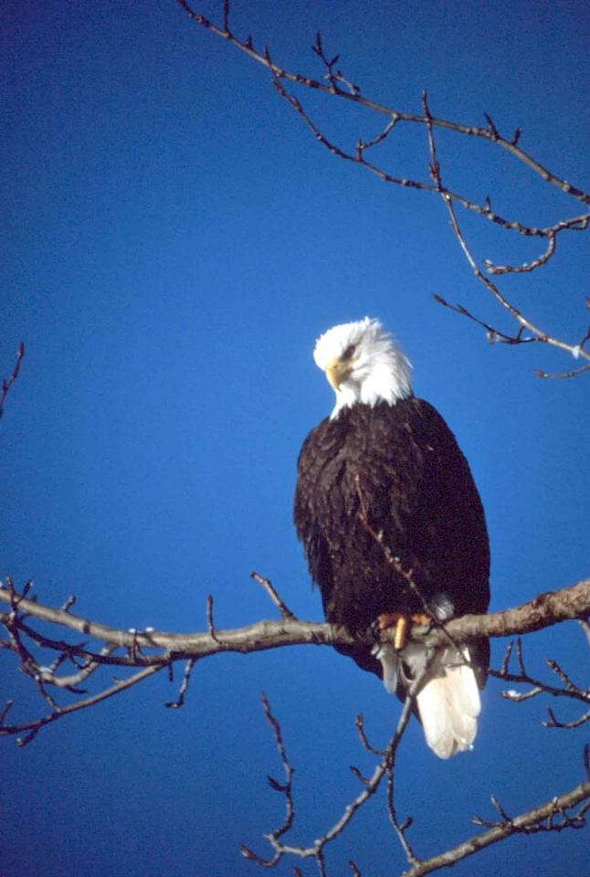Eagle  