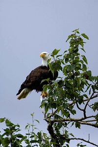 Bald Eagle eagle tree photo