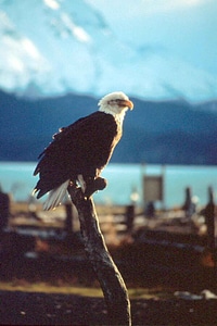 Bald Eagle eagle looking