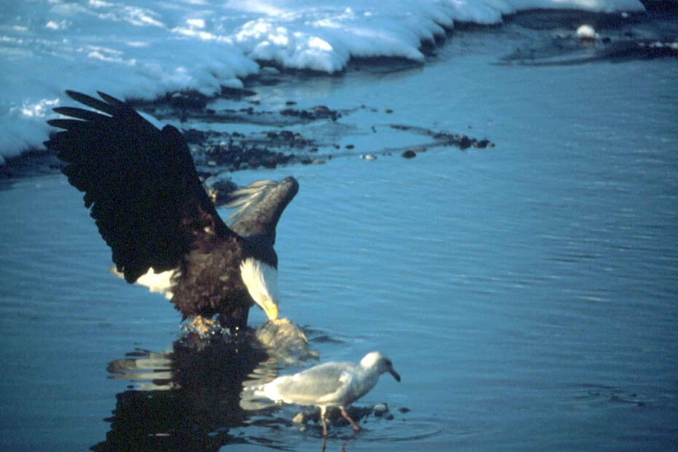 Bald Eagle bird eagle