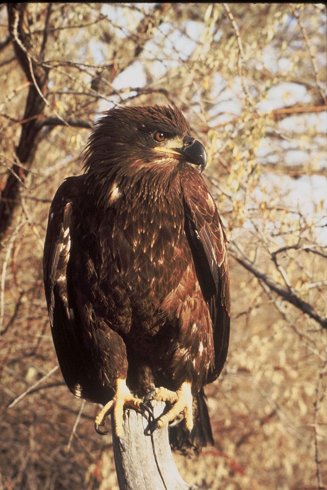 Bald Eagle eagle 