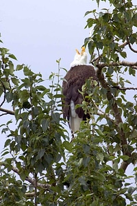 Bald Eagle eagle trees photo