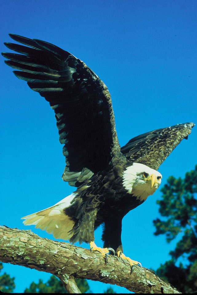 Bald Eagle bird eagle