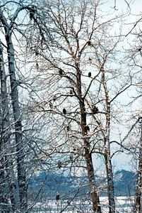 Trees  