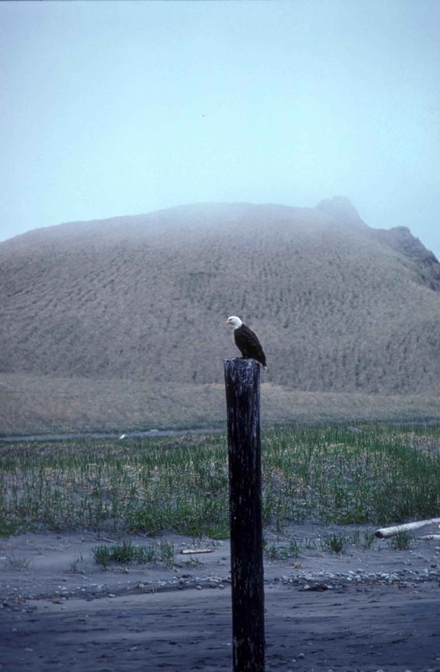 Eagle island post