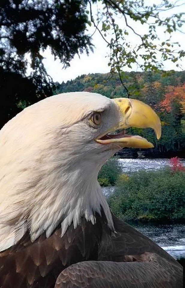 Eagle  