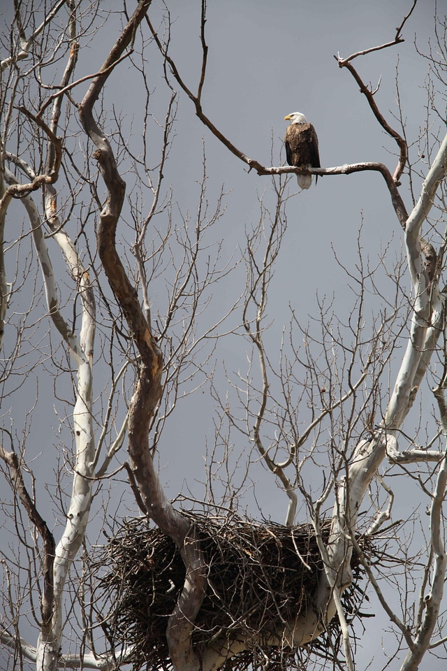 Above eagle meeting