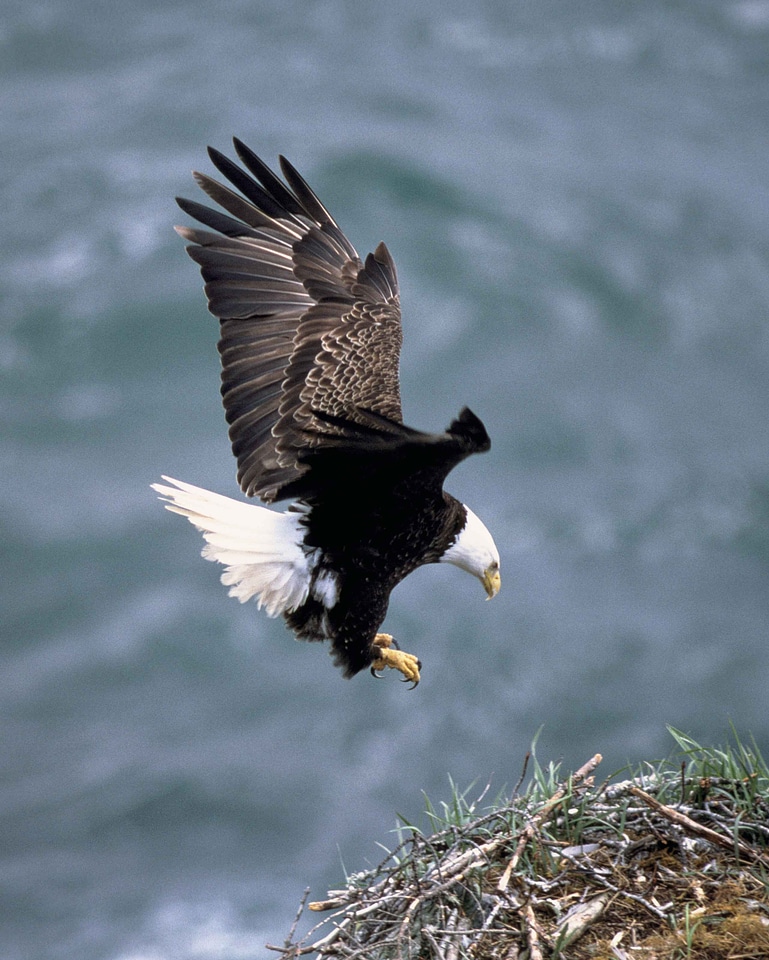 Back bald eagle eagle