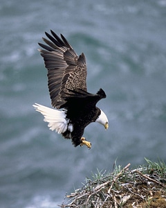 Back bald eagle eagle photo