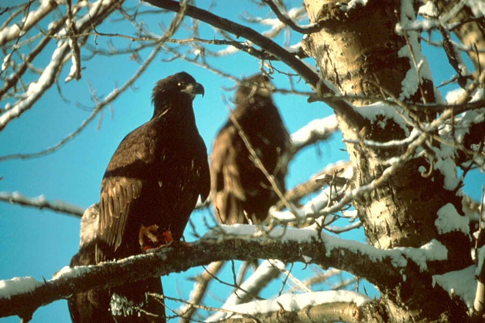 Bald Eagle bird eagle