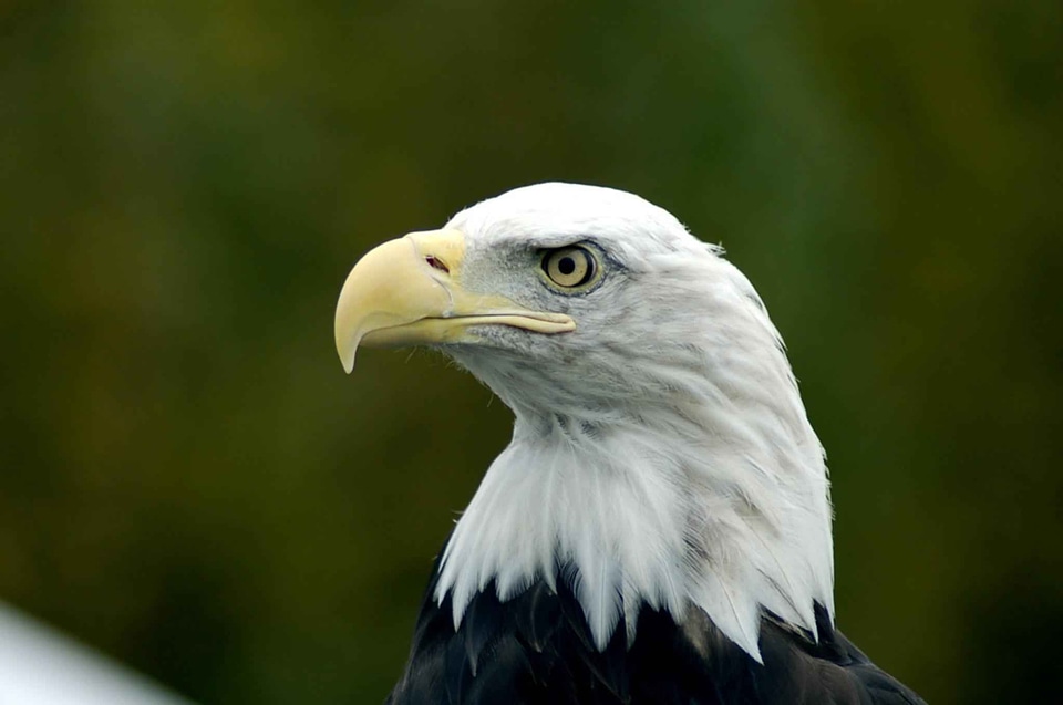 Bald Eagle bird chief