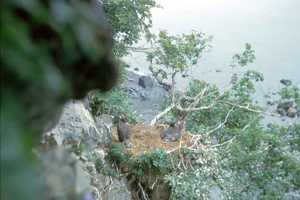 Bald Eagle cliff eagle