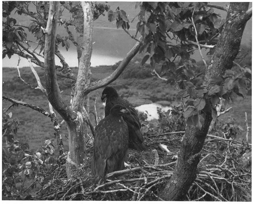 Bald Eagle bird eagle
