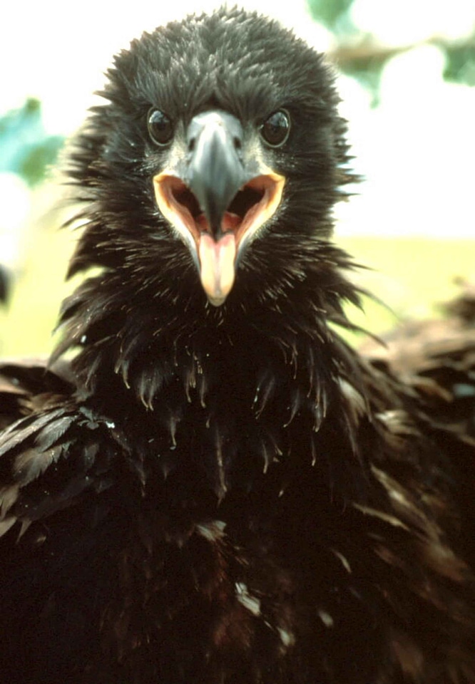 Bald Eagle close close-up