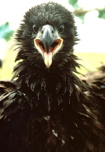Bald Eagle close close-up photo