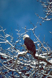 Bald Eagle eagle tree photo