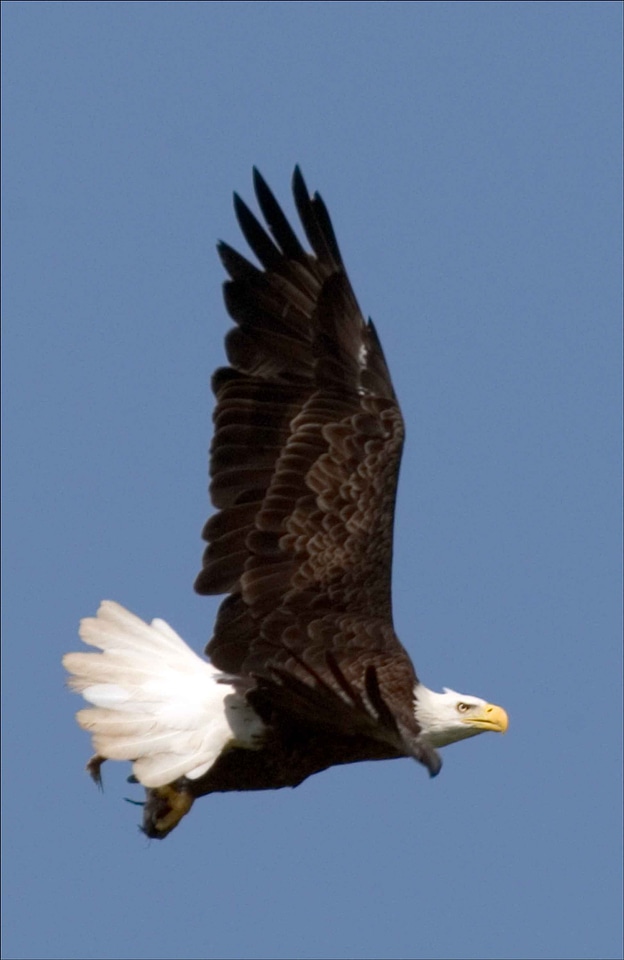 Background bald eagle blue