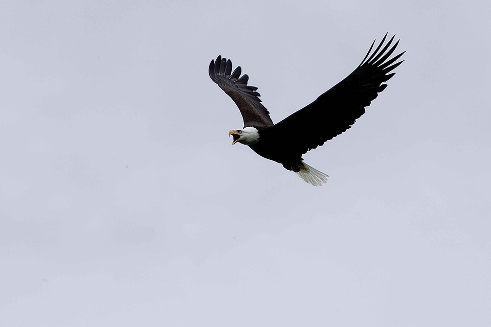 Bald Eagle bird eagle