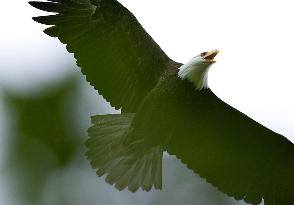 Bald Eagle eagle flight
