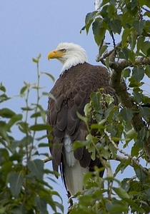 Bald Eagle eagle tree