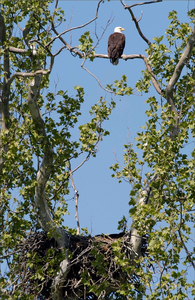 Bald Eagle eagle tree