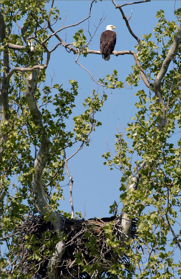 Bald Eagle eagle tree photo