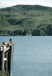 Bald Eagle basin eagle