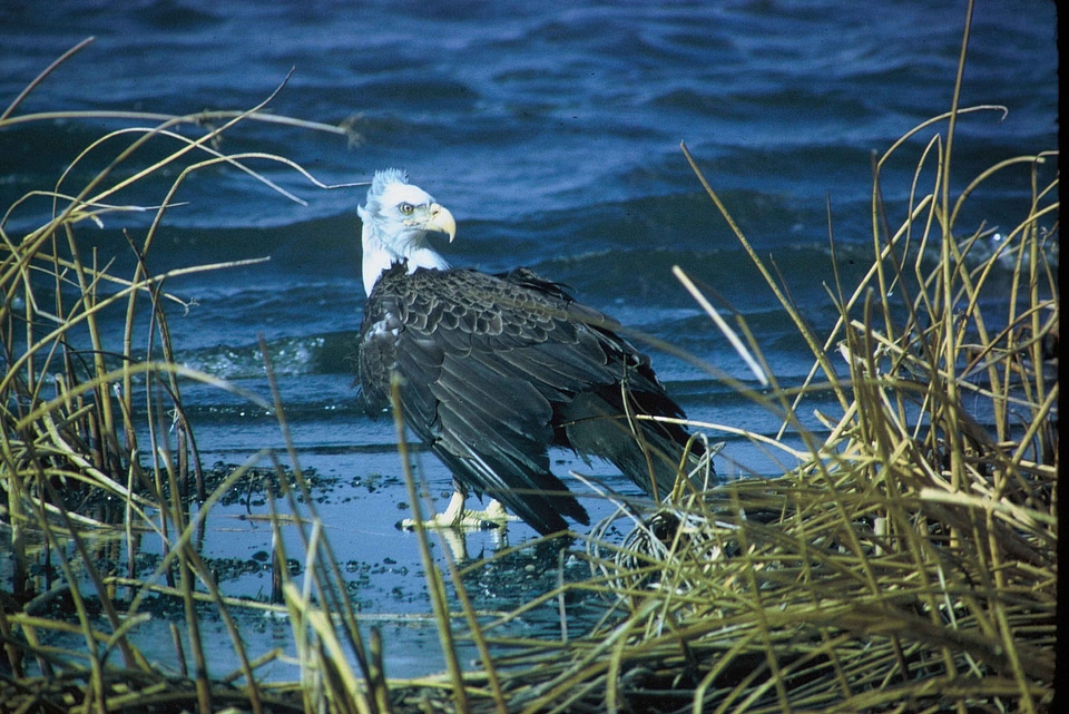 Bald Eagle coast eagle