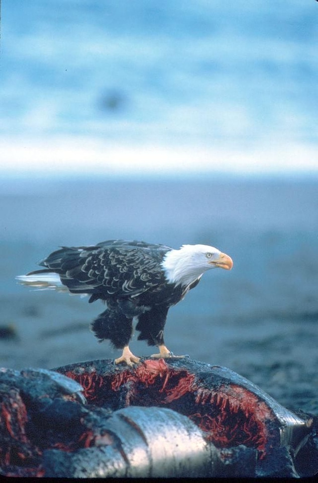 Bald Eagle eagle whale
