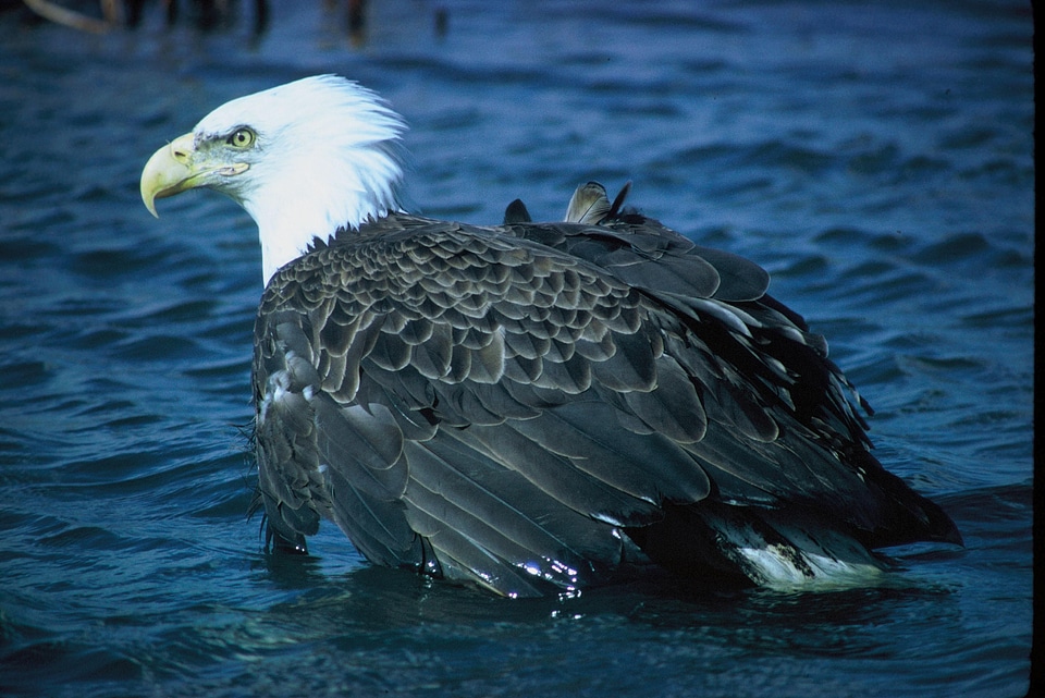 Bald Eagle eagle water