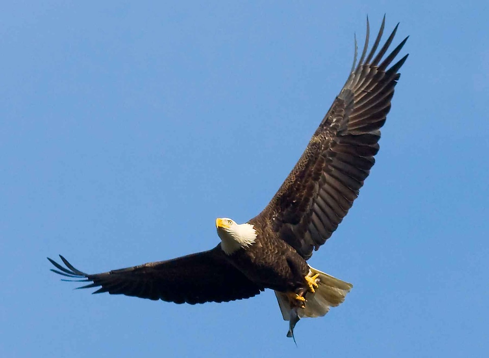 Bald Eagle eagle fish