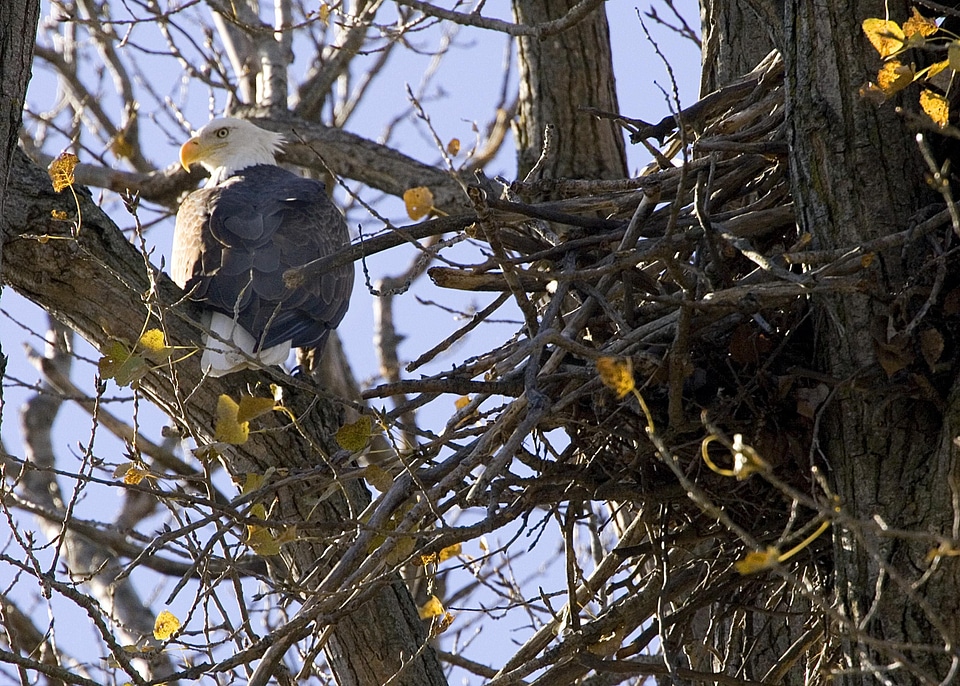 Bald Eagle eagle nest