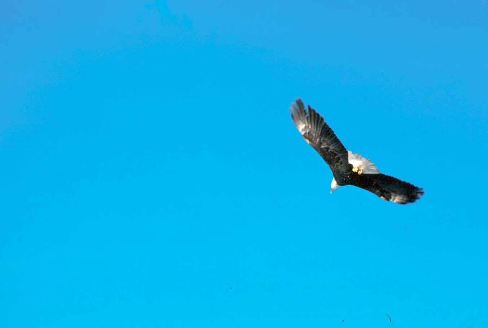 Bald Eagle clear eagle