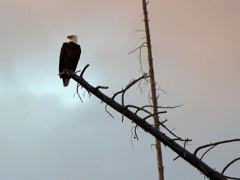 Bald Eagle bird eagle