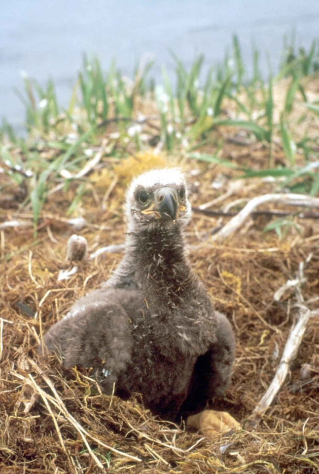 Bald Eagle chick eagle