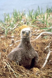 Bald Eagle chick eagle photo