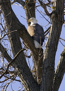 Animal bald eagle bird